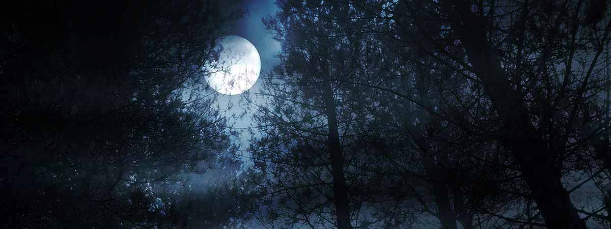 Forest full moon